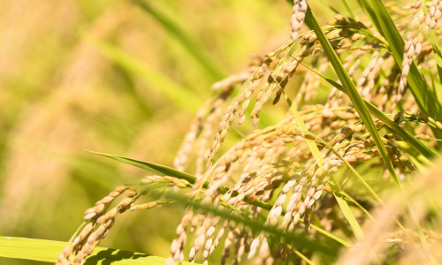 稲由来の植物性ケイ素で骨密度の上昇
