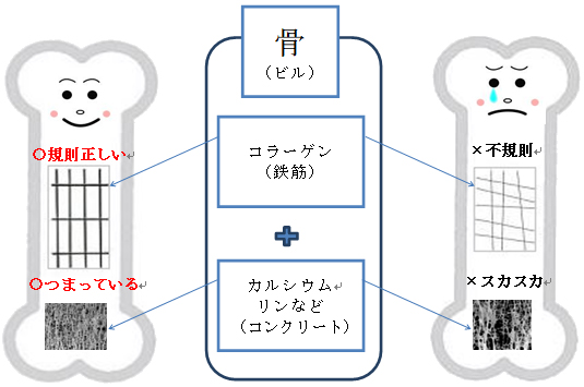 骨の構造