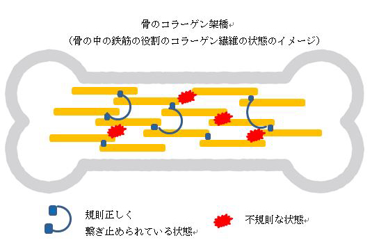 骨のコラーゲン架橋